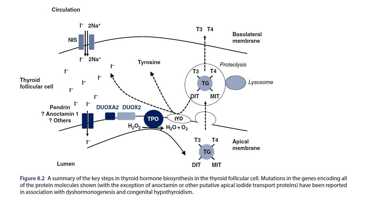 Thyroid hormone synthesis pathway (dyshormonogenesis)